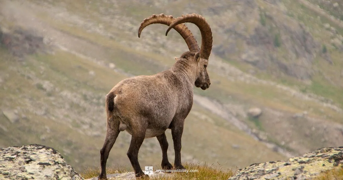 Capricorn vs Leo Capricorn vs Leo - My Compatibility