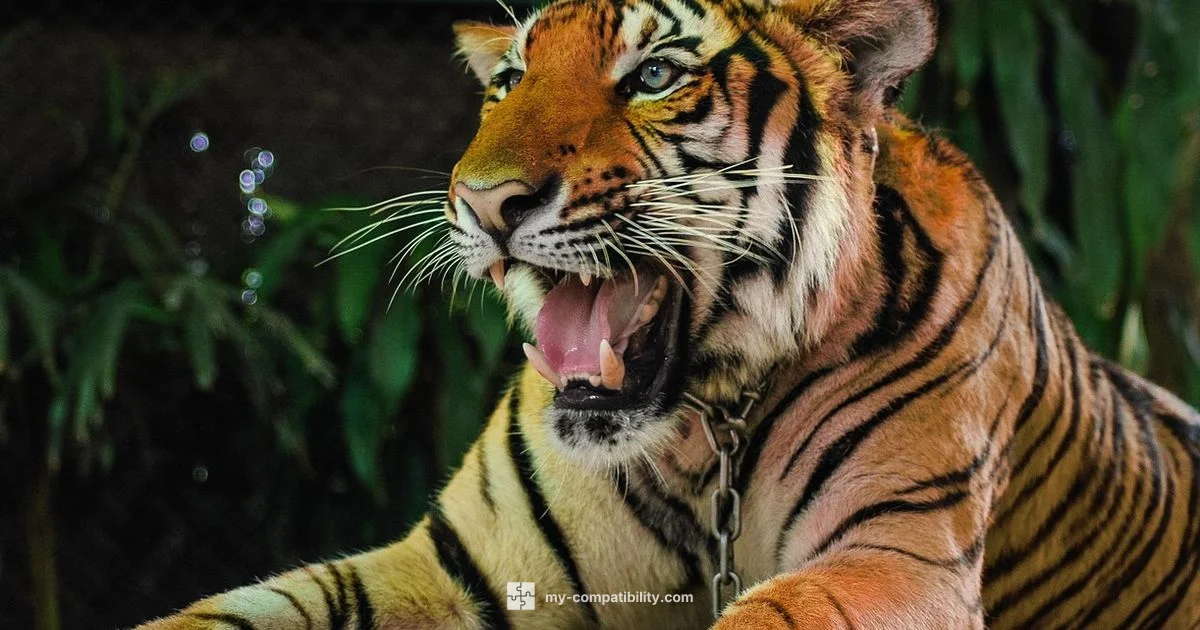 Monkey-Tiger Compatibility - My Compatibility