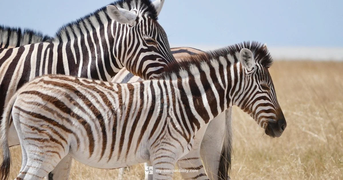 Star Sign Friend Matches Star Sign Friend Matches - My Compatibility