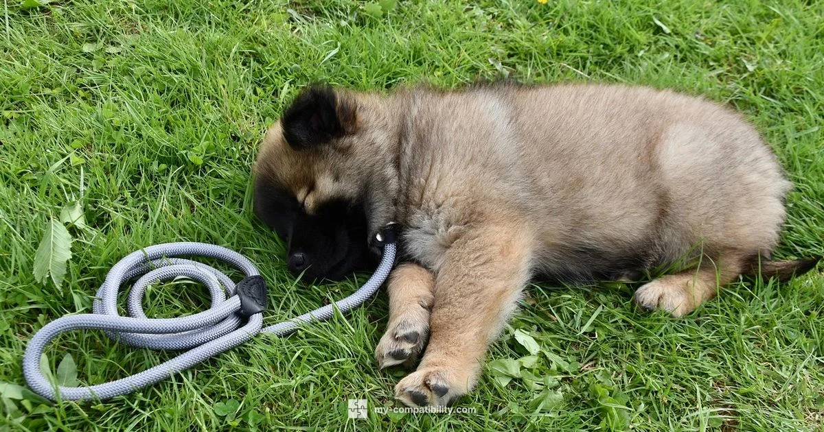 Dog Zodiac Match - My Compatibility