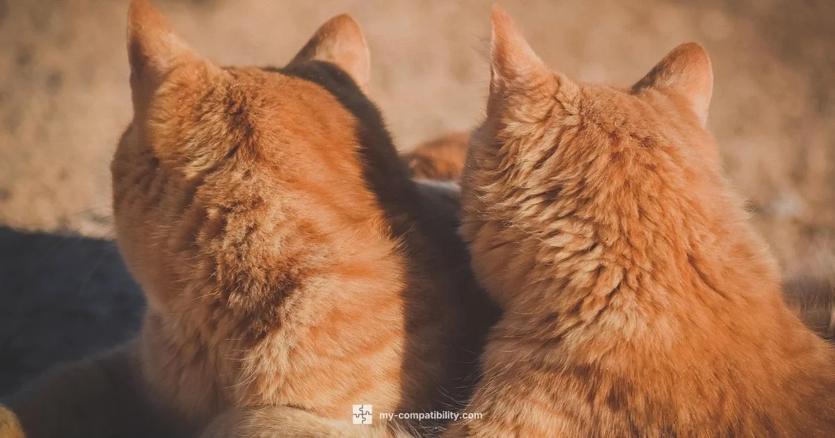 Taurus Leo Friendship Taurus Leo Friendship - My Compatibility