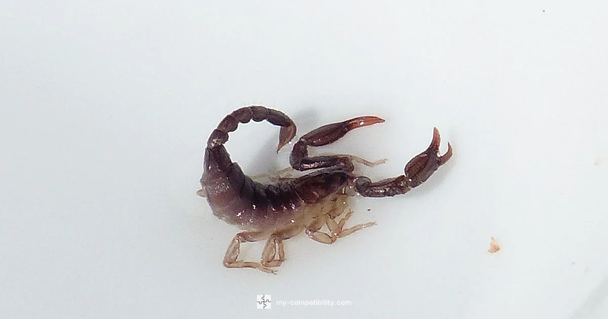 Scorpio Aquarius Compatibility Scorpio Aquarius Compatibility - My Compatibility