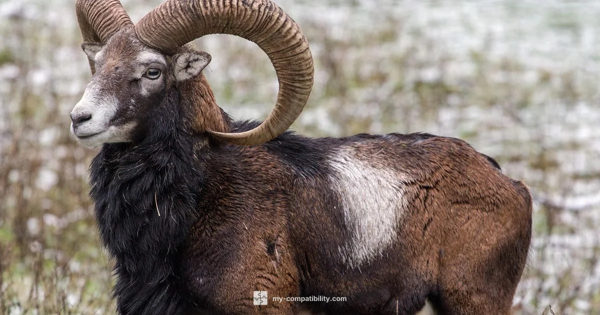 Fire Meets Earth - My Compatibility